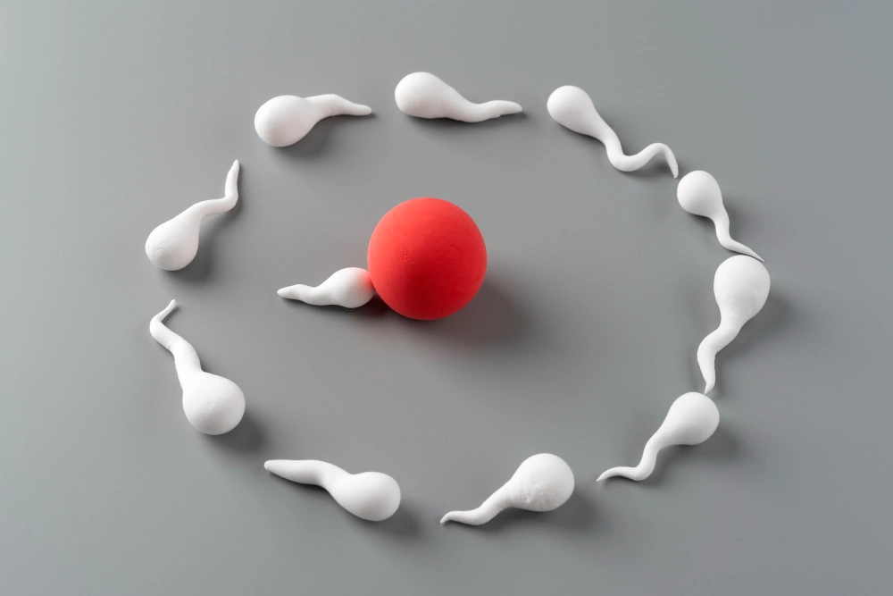 الحيوانات المنوية وتخصيب البويضة