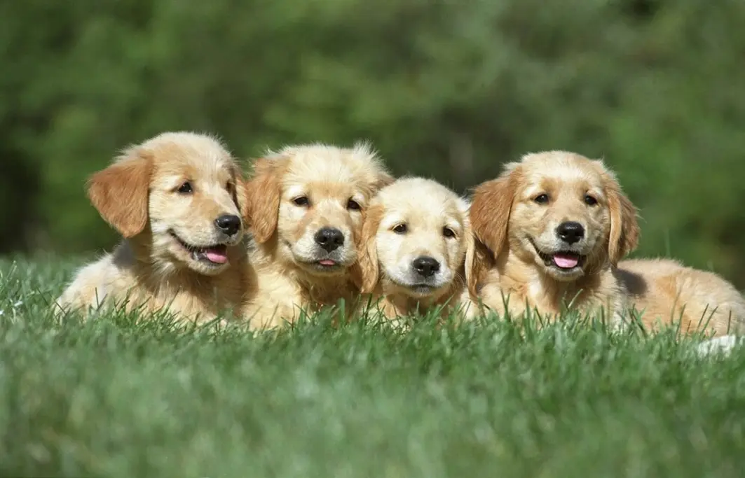 كلب "لابرادور ريتريفر" (Labrador Retrievers)
