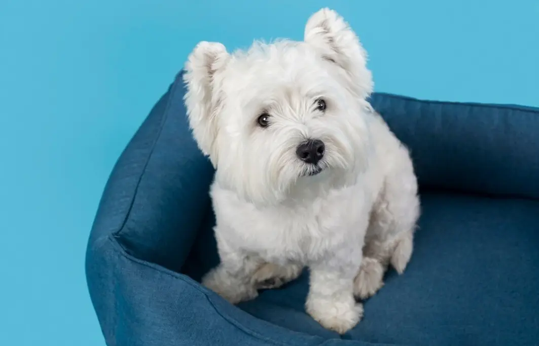 الكلب المالطي (Maltese Dog)