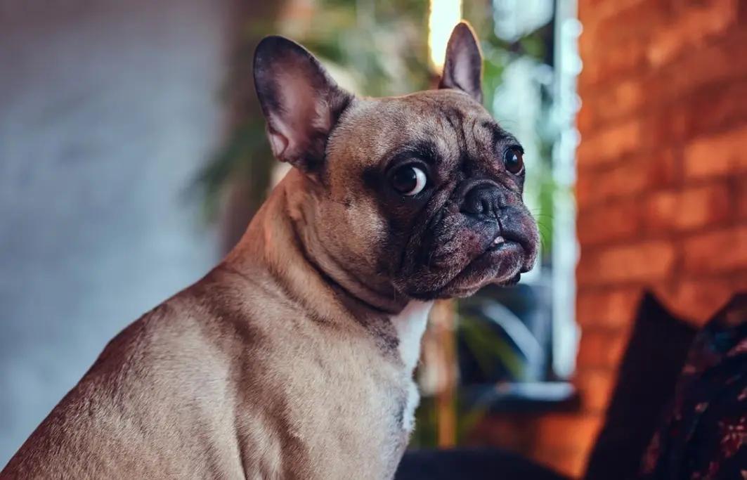 البلدغ الفرنسي (The French Bulldog)