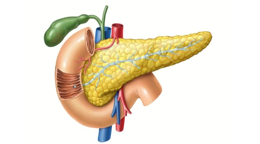 البنكرياس (Pancreas)