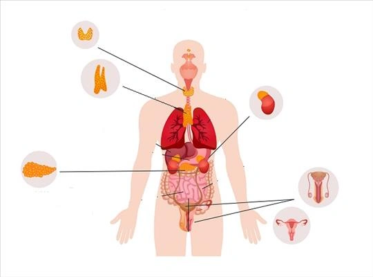 ما هو جهاز الغدد الصماء؟