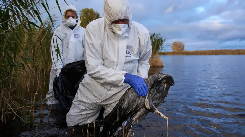 انتشار انفلونزا الطيور في ألمانيا بشكل واسع