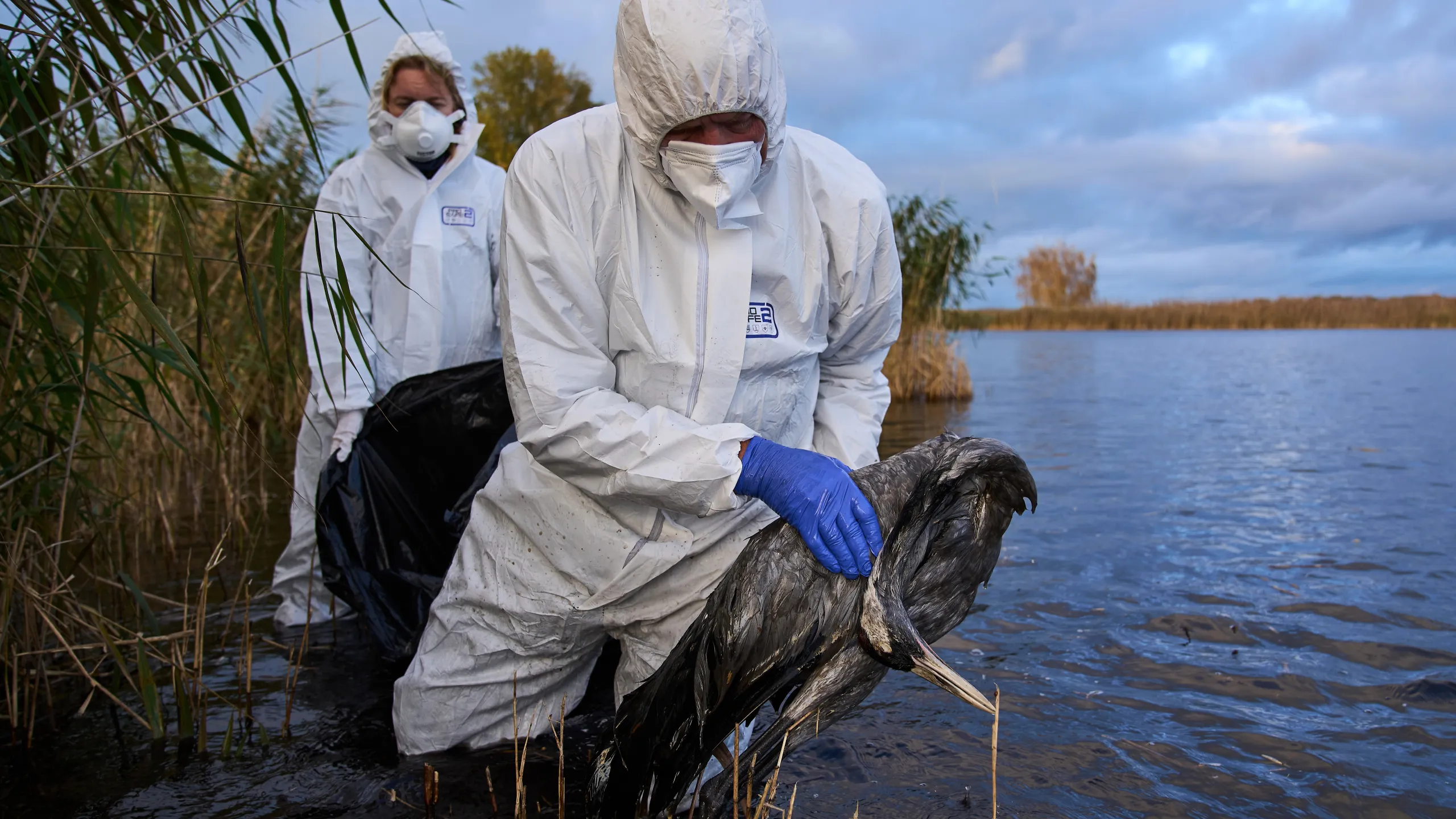 انتشار انفلونزا الطيور في ألمانيا بشكل واسع
