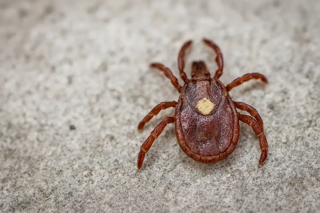 قرادة لون ستار