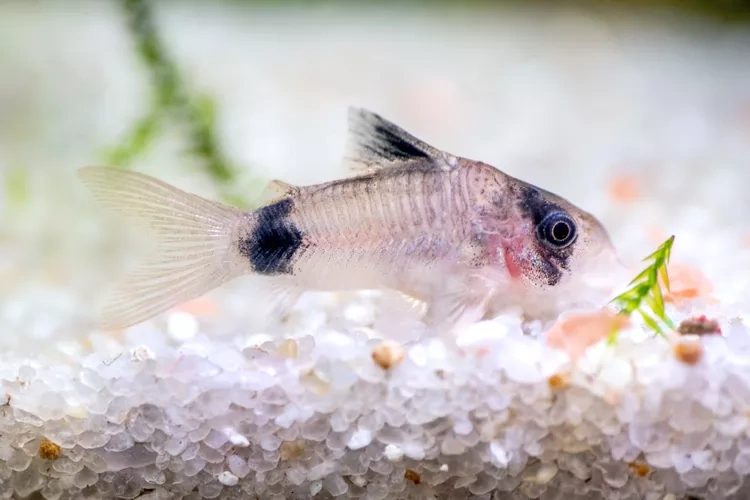 سمك الكاتفيش القزم (Corydoras)