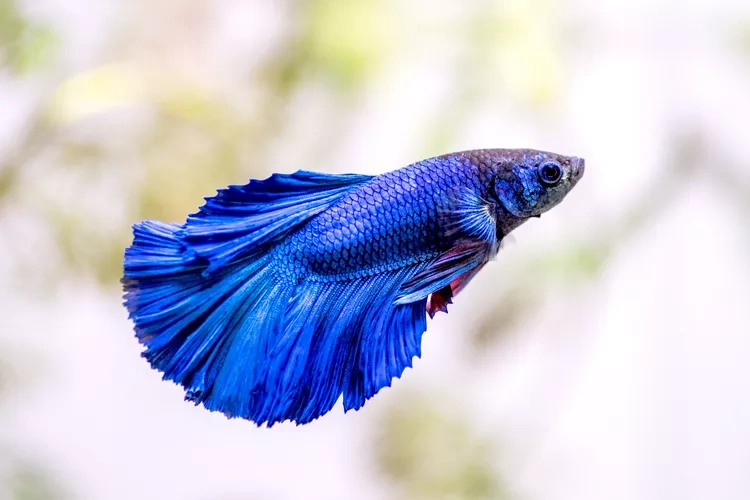 سمك البيتا (Betta Fish)