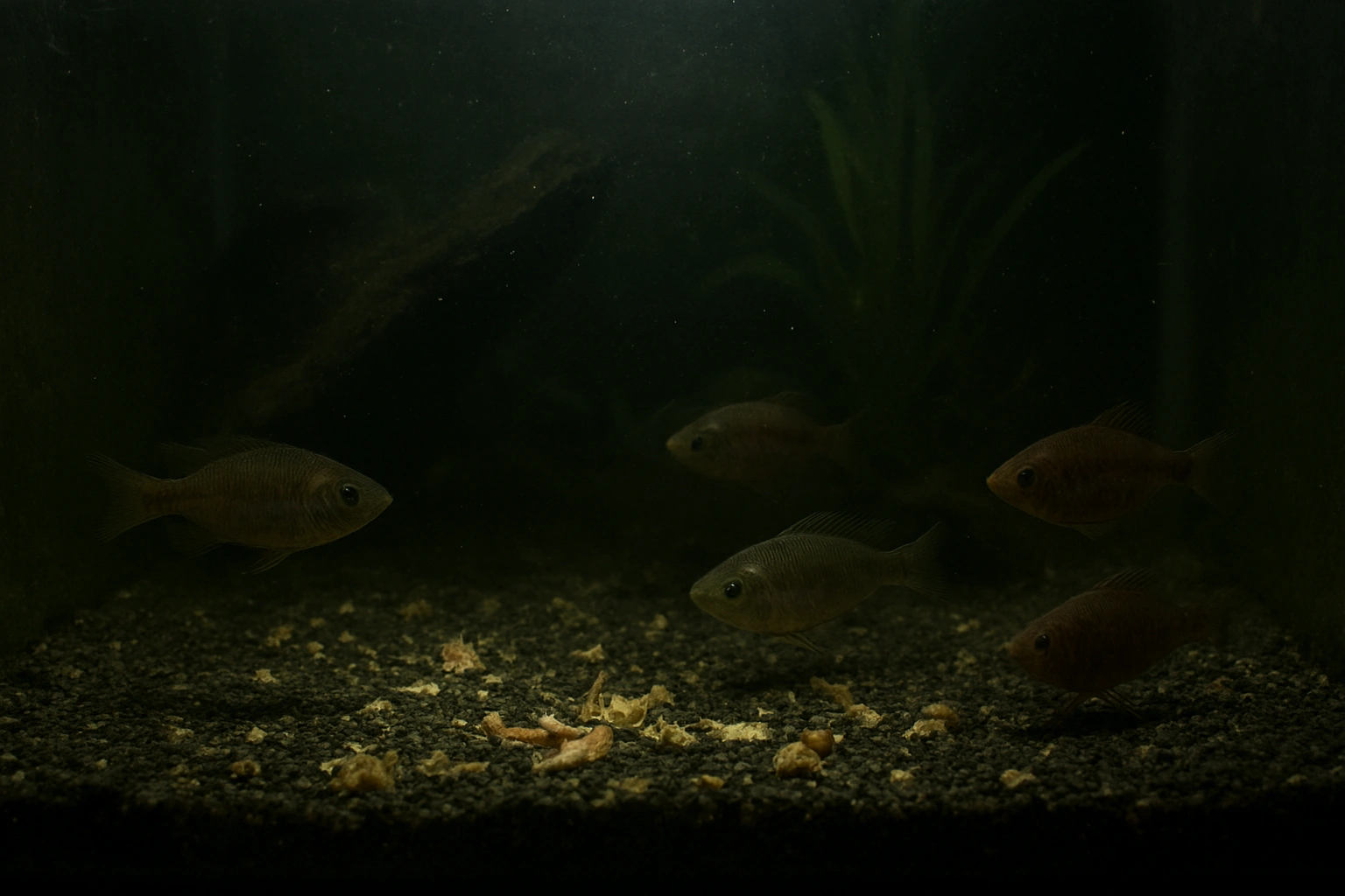 تقديم طعام سمك الزينة